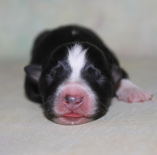 Newborn black-and-white puppy sleeping on a light surface, pink nose and tiny pink paws visible.