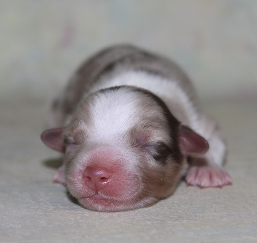 Tiny newborn puppy sleeping on a pale blanket, pink nose and closed eyes visible.