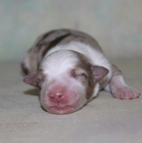 Newborn puppy sleeping on a soft blanket with a pink nose and tiny ears visible