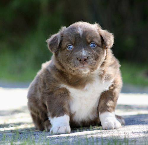 Brown and white puppy sitting on a sunny outdoor path, looking at the camera with blue eyes