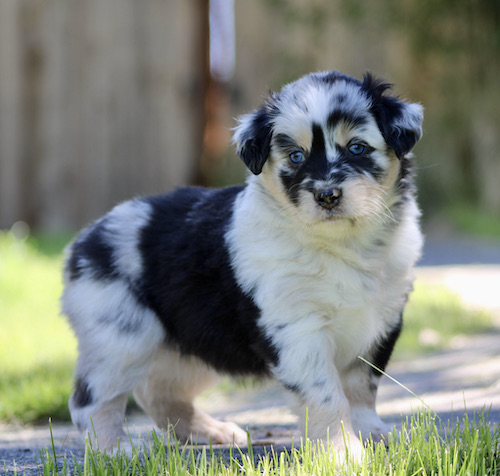 Young Australian Shepherd puppy with black and white fur standing on a sunny lawn.
