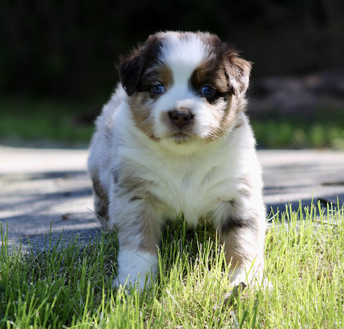 Cute puppy with blue eyes walking toward the camera on a grassy lawn, white and brown fur patches visible.