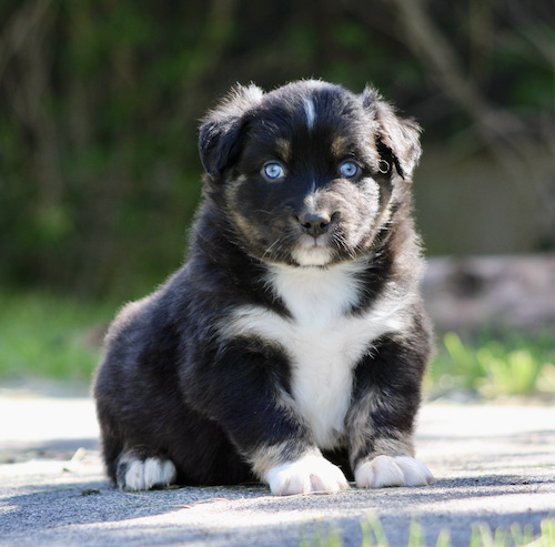 Young black-and-white puppy with blue eyes sitting on a sunny outdoor path, gazing at the camera.