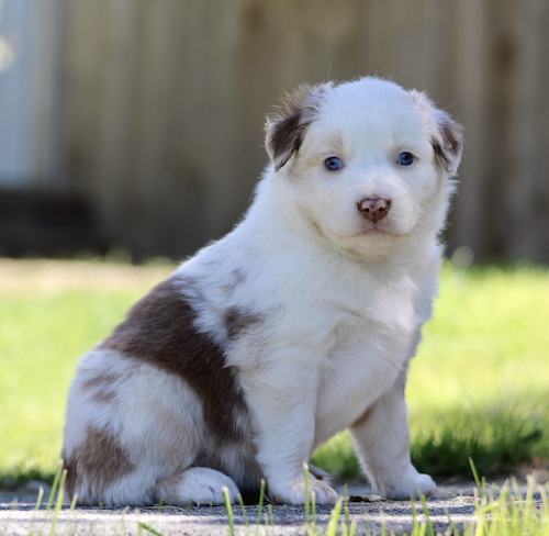 Young puppy with white fur and brown patches sits on grass in a sunny yard, looking at the camera.