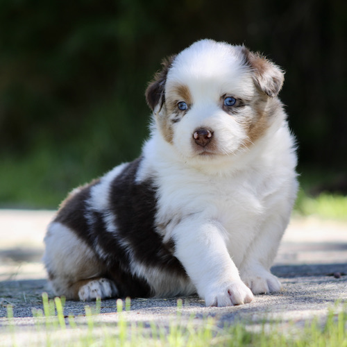 Australian Shepherd puppy with blue eyes sitting on a sunlit pavement outdoors, white and brown coat with black markings.