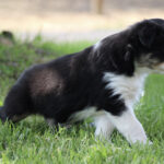 Young black-and-white puppy walking across green grass outdoors on a sunny day.