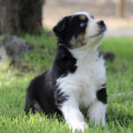 Puppy with black, white, and tan fur sitting on green grass, looking up with a blue eye.