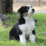 Adorable tricolor puppy (black, white, tan) sitting on green grass and looking upward in a park setting.