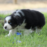 Border collie puppy with black and white fur and blue eyes exploring green grass outdoors, near a blue toy.