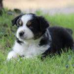 Border collie–type puppy lounging on green grass outdoors, looking off to the side.