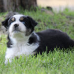 Young black-and-white puppy lying on green grass outdoors, looking toward the camera.