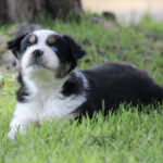 Young tricolor puppy with black, white and tan fur lying on green grass and looking at the camera.