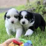 Two fluffy puppies walk toward the camera on green grass, a colorful toy in the foreground contextually present.