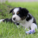 Adorable black, white, and tan puppy lying in green grass with a striped toy nearby.