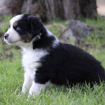 Adorable black and white puppy with a blue eye sitting on green grass outdoors. ✦