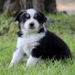 Young black, white, and tan Australian Shepherd puppy sitting on green grass outdoors, looking at the camera with blue eyes.