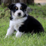 Young black, white, and tan Australian Shepherd puppy sitting on green grass, blue eyes looking at the camera.