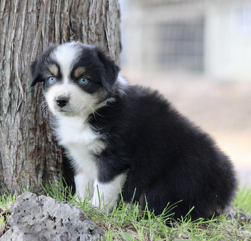 Puppy with black, white, and tan fur and blue eyes sits beside a tree on grass, looking at the camera.