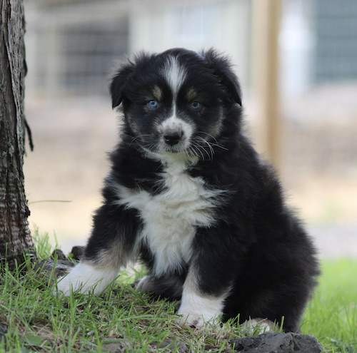 Adorable black and white puppy with blue eyes sitting on the grass beside a tree.