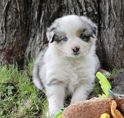 Australian Shepherd puppy with blue eyes sitting on grass near a tree, play toy visible in foreground