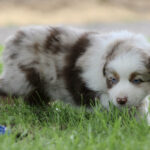 Fluffy brown-and-white Australian Shepherd puppy exploring green grass outdoors, looking ahead.