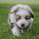 Young brown-and-white puppy with blue eyes walking on green grass.