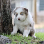 Cute young puppy with blue eyes and white-brown fur sitting by a tree on grass outdoors.