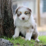 Adorable white and brown puppy with blue eyes sitting by a tree on a grassy outdoor patch.