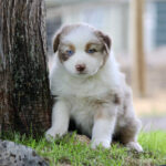 Young Australian Shepherd puppy leaning against a tree on grass, gazing at the camera with blue eyes.