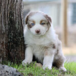 Puppy with blue eyes sits beside a tree on a grassy lawn, outdoors.