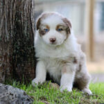 Border collie/Australian shepherd puppy leaning against a tree outdoors with green grass and rocks nearby.