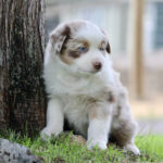 Fluffy puppy with white and brown fur sits beside a tree on grass, blue eyes looking to the side.
