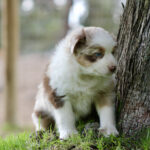 Young white-and-brown puppy sits by a tree in a sunlit grassy yard, looking to the side.