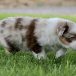 Fluffy brown-and-white puppy walking on a green lawn, looking down at the grass