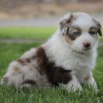 Australian Shepherd puppy with white and brown fur sitting on green grass, blue eyes, looking at the camera.