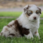 Cute Australian Shepherd puppy with blue eyes sitting on green grass.
