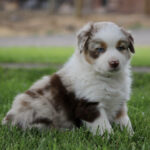 Fluffy white and brown puppy with blue eyes sitting on green grass, looking at the camera.