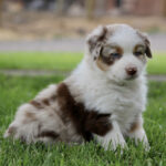 Young Australian Shepherd puppy with brown and white fur sitting on green grass outdoors.