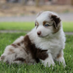 Fluffy brown‑white puppy sitting on green grass with a blue eye showing.