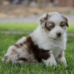 Cute Australian Shepherd puppy sitting on green grass, gazing toward the camera.