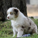 Cute puppy with blue eyes and brown patches sits on grass near a tree, a multicolor rope toy at its feet.