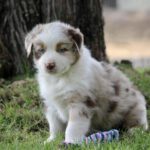Fluffy white and brown puppy with blue eyes sits on grass near a tree, with a colorful rope toy beside it.