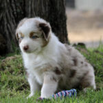 Young border collie puppy sitting on grass near a tree with a colorful rope toy nearby. It has white fur with brown patches and blue eyes.