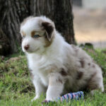 Young Australian Shepherd puppy with blue eyes sitting on grass near a colorful rope toy.