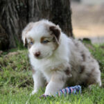 Young Australian Shepherd puppy sits on green grass beside a tree, with blue eyes and a white-brown coat.