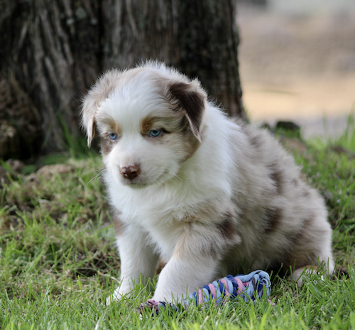 Fluffy white and brown puppy sitting on grass near a colorful rope toy under a tree.