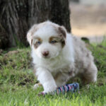 Fluffy puppy with blue eyes and a white-brown coat playing on grass near a tree, reaching for a striped rope toy.