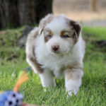 Cute puppy with blue eyes walking toward a colorful toy on a grassy yard.