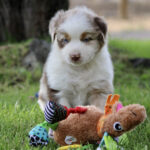 Cute brown-and-white puppy sitting on grass beside colorful plush toys in a yard.