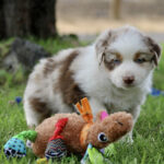Young white-and-brown puppy standing on grass beside colorful plush toys outdoors.